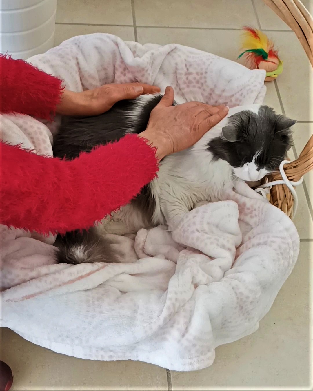 Shiatsu félin