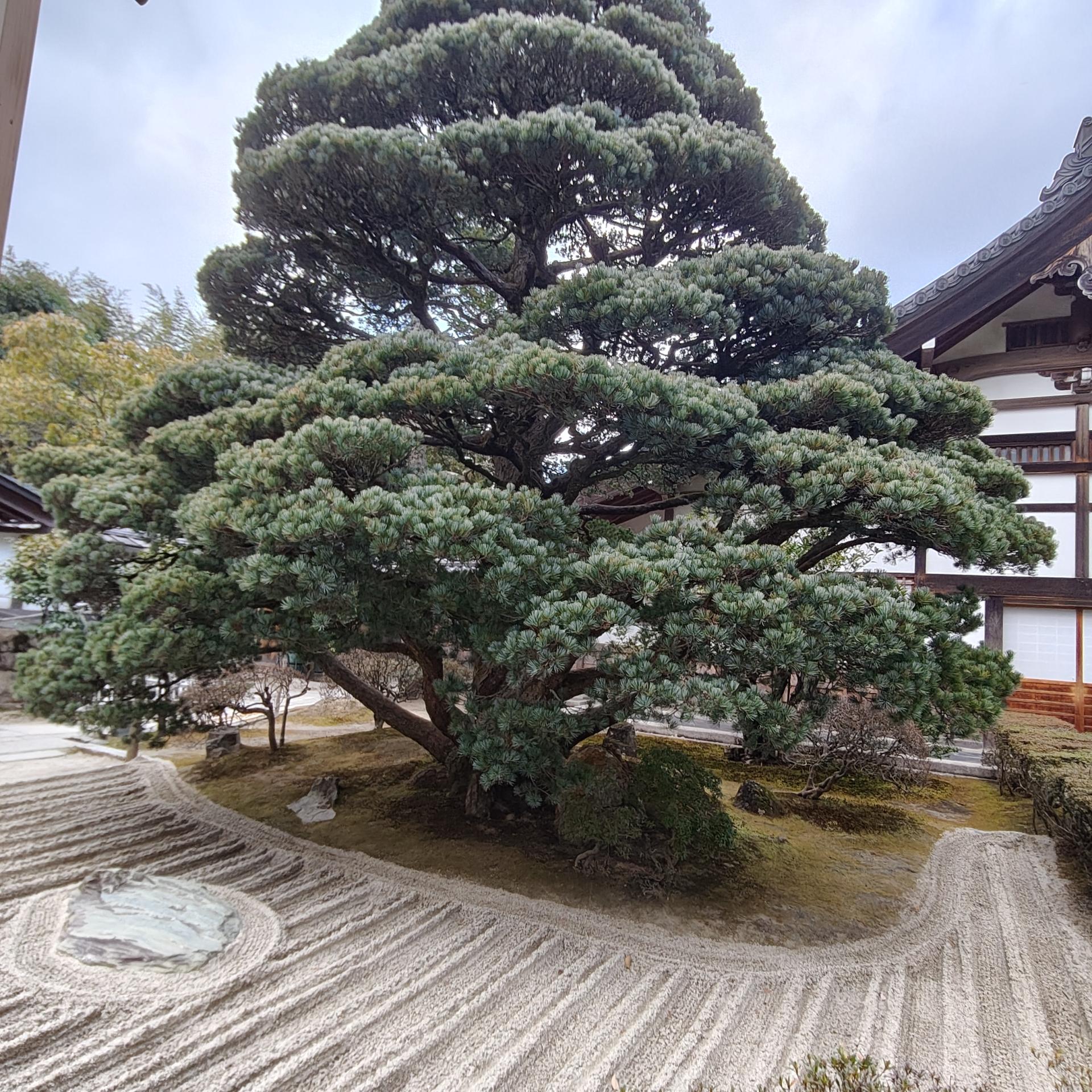 Niwaki du jardin du Pavillon d'argent